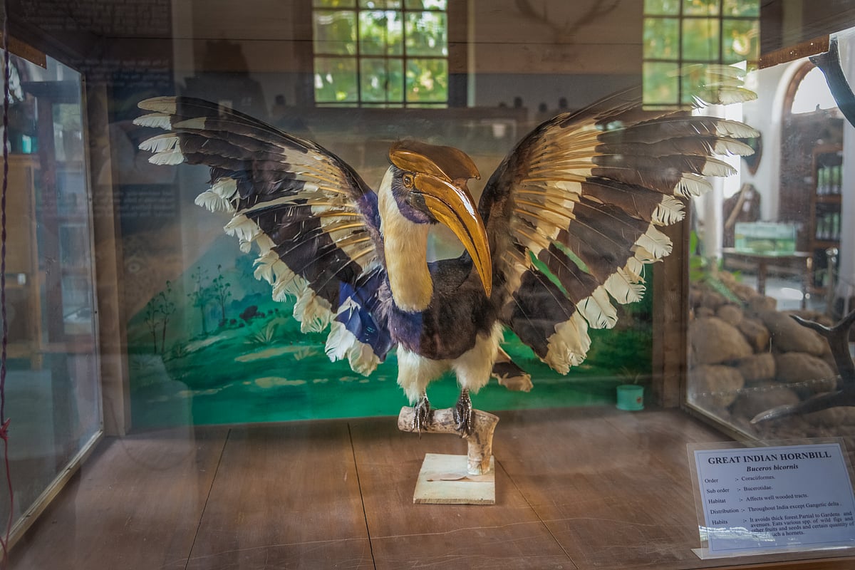 Be charmed by the treasure trove of rare artefacts at the Gass Forest Museum